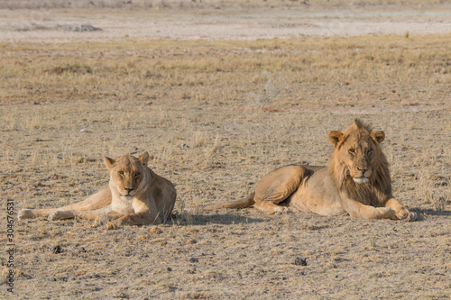 A couple of lions in the grassland, Etosha national park, Namibia, Africa