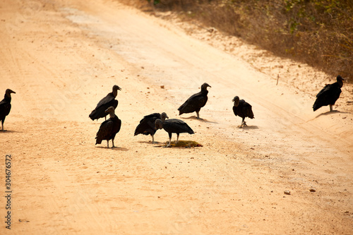 scavenger black vultures carrion birds