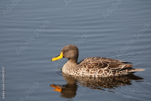 Yellow-billed Duck swimming in calm water and making gentle ripples. © Lynette