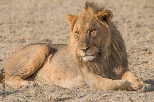 Fototapeta Naklejka Na Ścianę i Meble -  A male Lion lying in the grass with a beautiful mane, Etosha national park, Namibia, Africa
