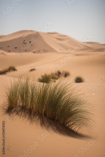 Plants in the dunes of the Moroccan Sahara desert.
