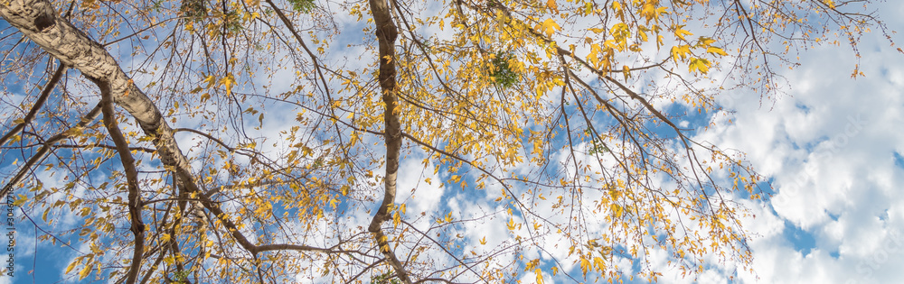 Panoramic lookup view of vibrant yellow maple leaves during fall season in Dallas Panoramic lookup view of vibrant yellow maple leaves during fall season in Dallas