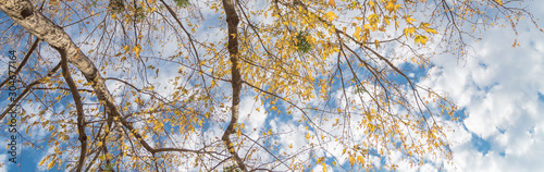 Panoramic lookup view of vibrant yellow maple leaves during fall season in Dallas