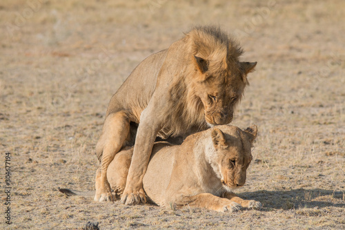 A couple of lions having sex, Etosha national park, Namibia, Africa