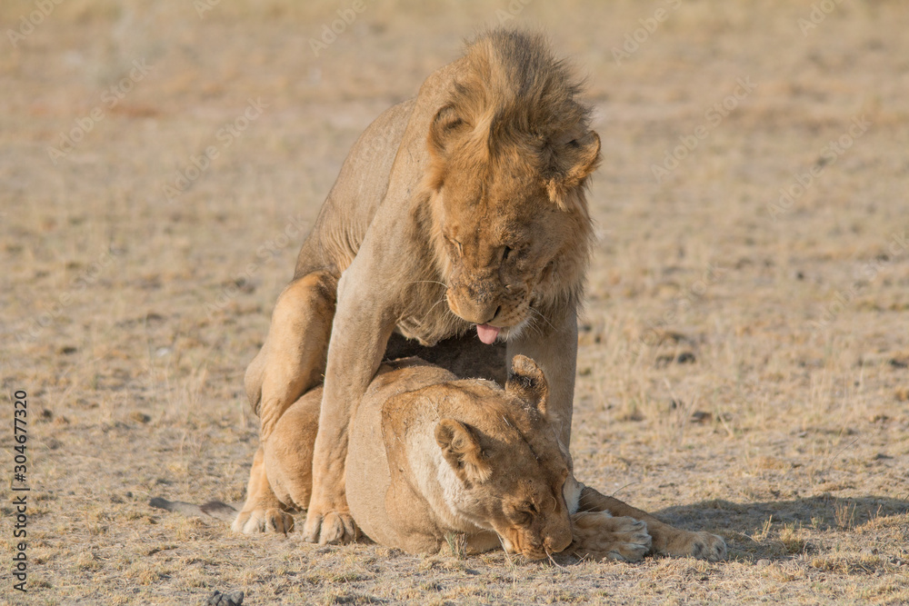 Namibia Порно Видео