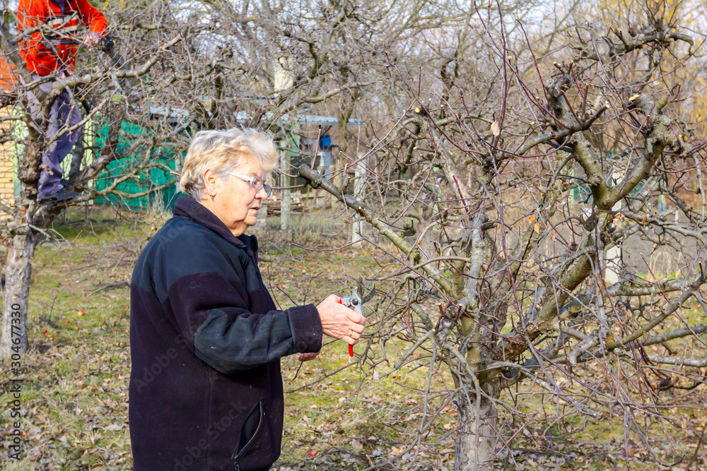 Elderly man and woman are cutting branches, pruning fruit trees with shears
