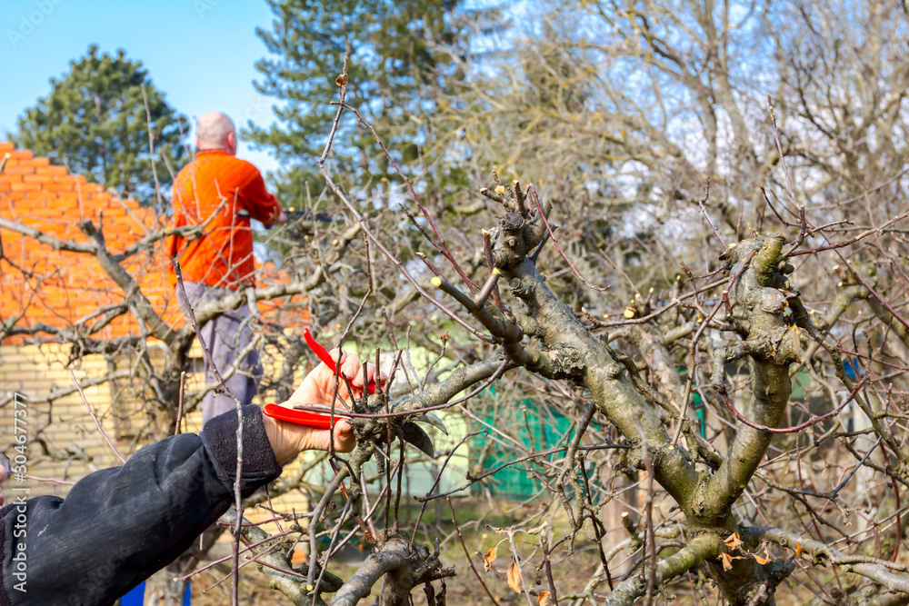 Elderly man and woman are cutting branches, pruning fruit trees with shears Elderly man and woman are cutting branches, pruning fruit trees with shears