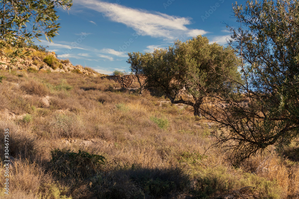 trees in the Beninar area (Spain)