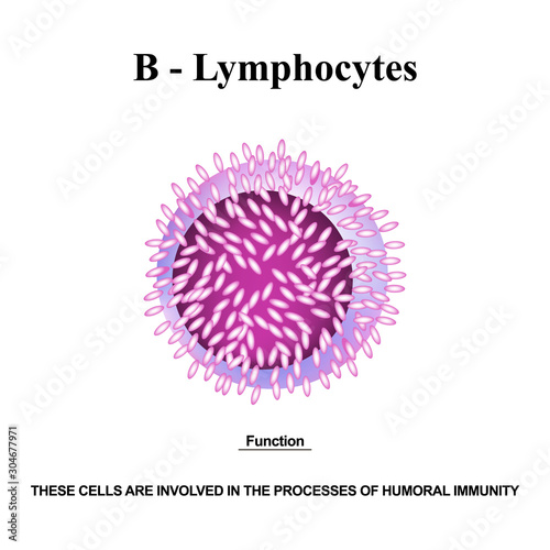 B lymphocytes structure. The functions of B lymphocytes. Immunity Helper Cells. Infographics. Vector illustration on isolated background.