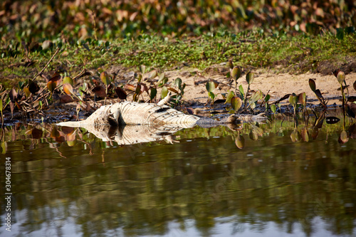 dead crocodile caiman lying in water poacher © Helmut