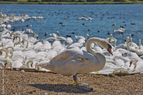 Flock of swans during feeding time at Abbotsbury swannery in Dorset, United Kingdom photo