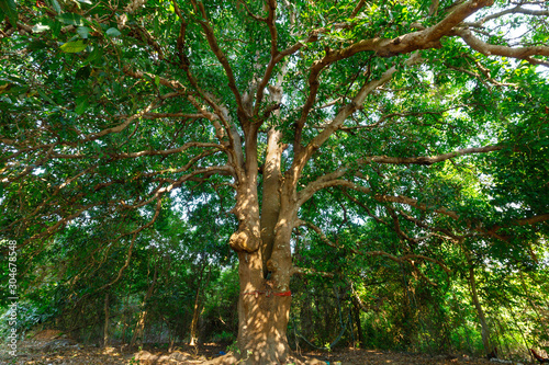 Wild large mango tree
