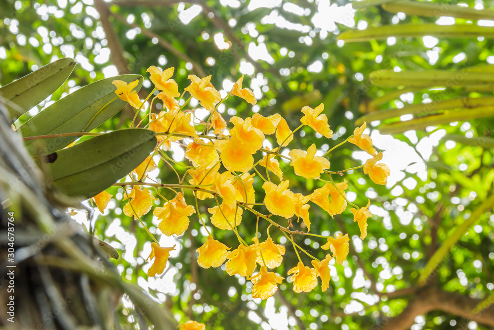 Obraz premium wild orchids on summer