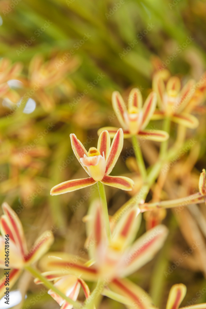 Obraz premium wild orchids on summer