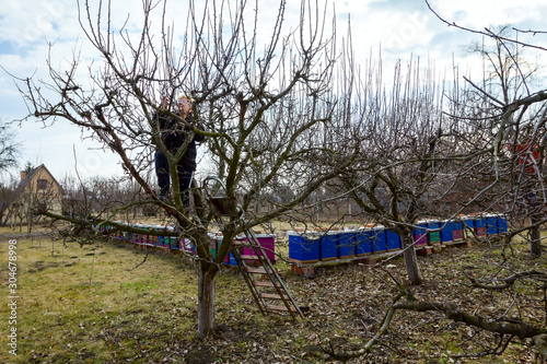Senior woman is cutting branches, pruning fruit trees with shears in apiary