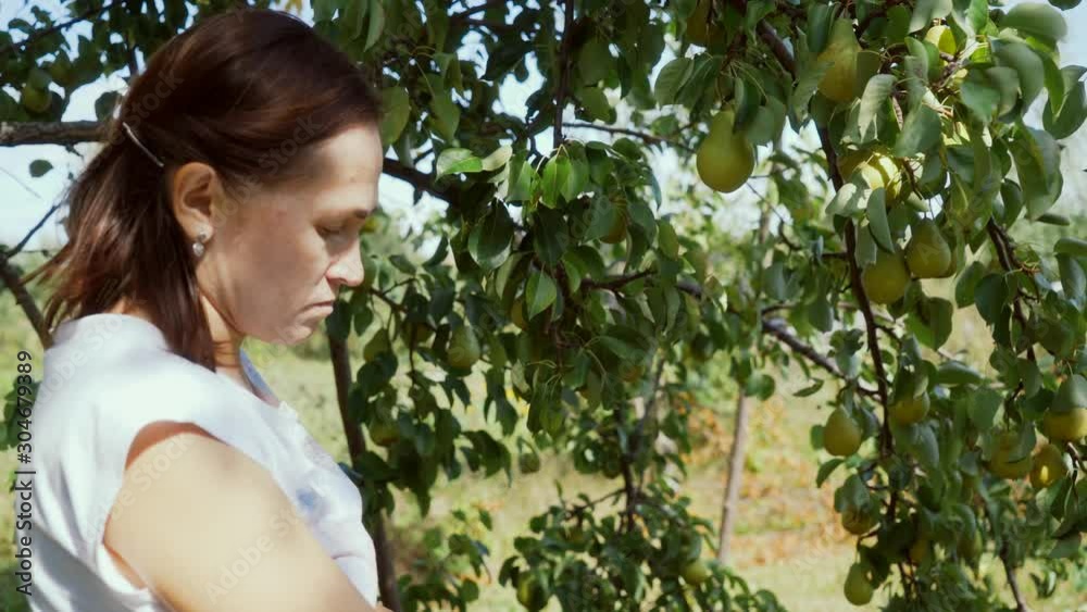 A woman collects pears from a tree. Harvest.