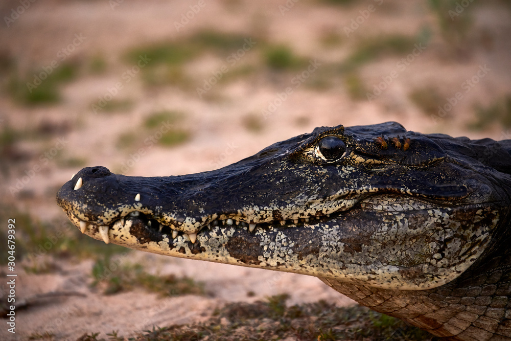 Obraz premium caiman danger crocodile closeup teeth