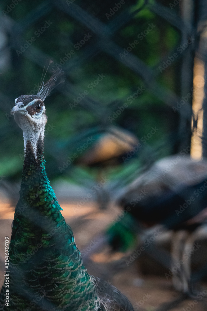 Obraz premium peacock with feathers