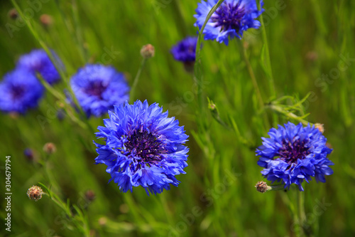 Kornblume (Cyanus segetum) oder Zyane, Kornblumen-Feld  photo