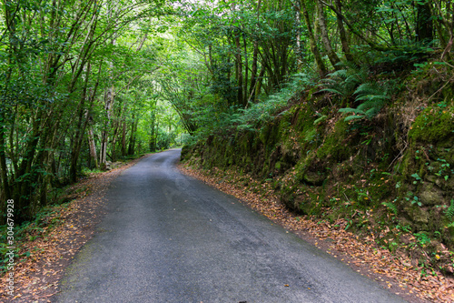 lush Atlantic forest crossed by a sandy path