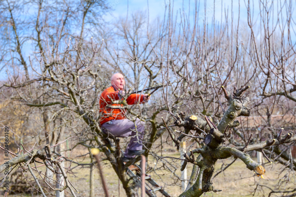 Fresh pruned branch at early spring in orchard Fresh pruned branch at early spring in orchard