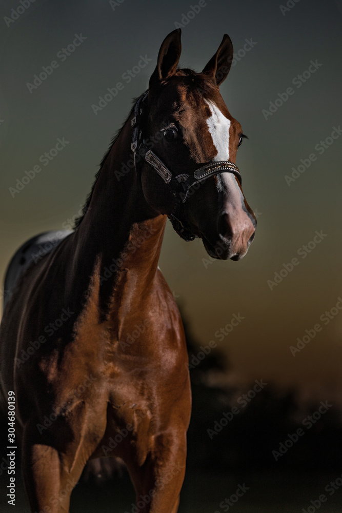 Obraz premium Horse Head Shot