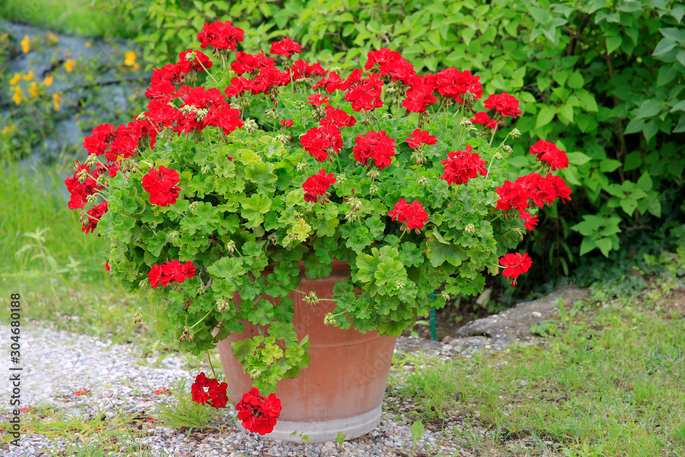 Naklejka premium Rote Geranie (Pelargonie) in einem Blumentopf im Garten