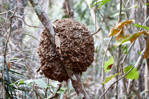giant termite colony insect nest photo