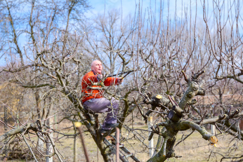 Fresh pruned branch at early spring in orchard