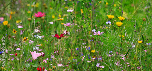 Bunte Wild-Blumenwiese in voller Blüte, Panorama
