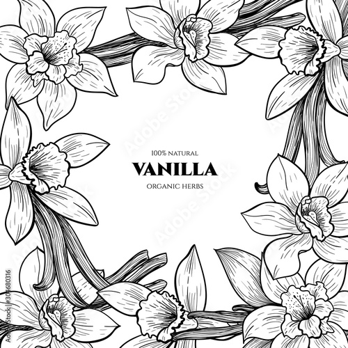 Vector frame with vanilla flowers and pods. Hand drawn. Vintage style
