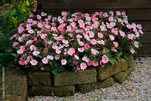 Fleißige Lieschen (Impatiens walleriana) Pflanze mit vielen Blüten im Garten