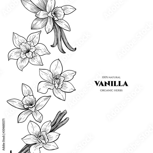 Vector frame with vanilla flowers and pods. Hand drawn. Vintage style