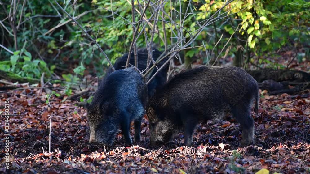 Wild boar family search feed in the forest, autumn, (sus scrofa), germany
