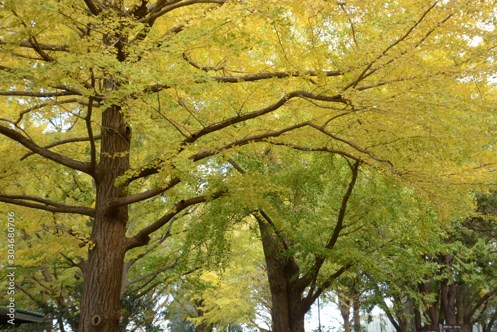 Fototapeta premium The autumn leaves of the ginkgo trees / The leaves of the ginkgo turn in to yellow colors late November.