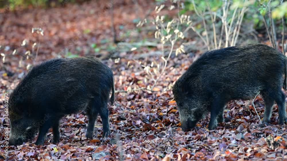 Wild boar search feed in the forest, autumn, (sus scrofa), germany Wild boar search feed in the forest, autumn, (sus scrofa), germany