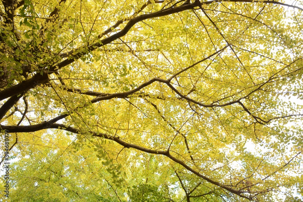 Fototapeta premium The autumn leaves of the ginkgo trees / The leaves of the ginkgo turn in to yellow colors late November.