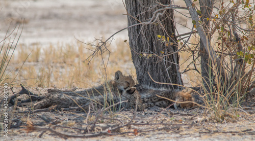 Three cheetah cubs lying under a tree, Etosha national park, Namibia, Africa