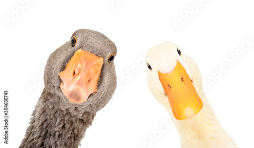 Fotografia, Obraz Portrait of a funny goose and duck, closeup, isolated on a white background
