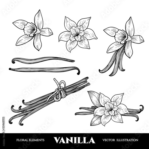 Vector vanilla  hand drawn sketch. Vintage style
