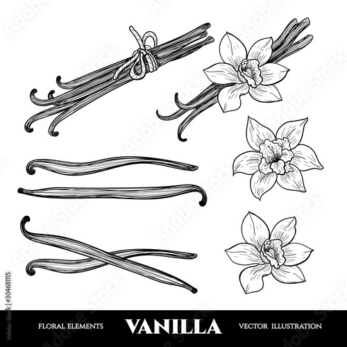 Vector vanilla  hand drawn sketch. Vintage style
