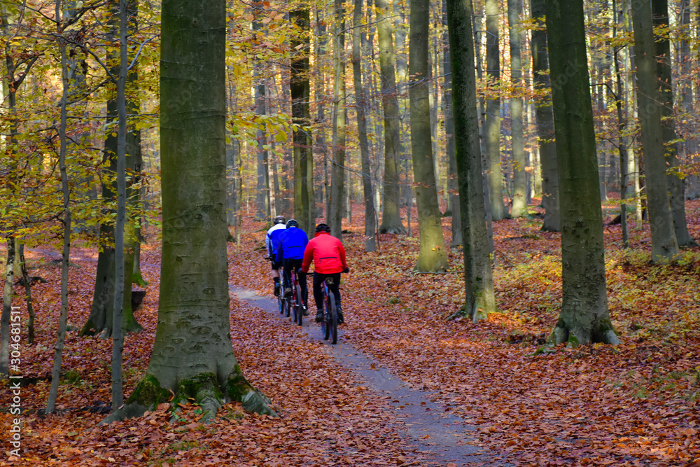 Obraz premium Three cycling men in the forest in het 'Zoniënwoud' in Belgium