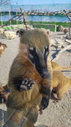 Funny Coati Mammals at the Zoo photo