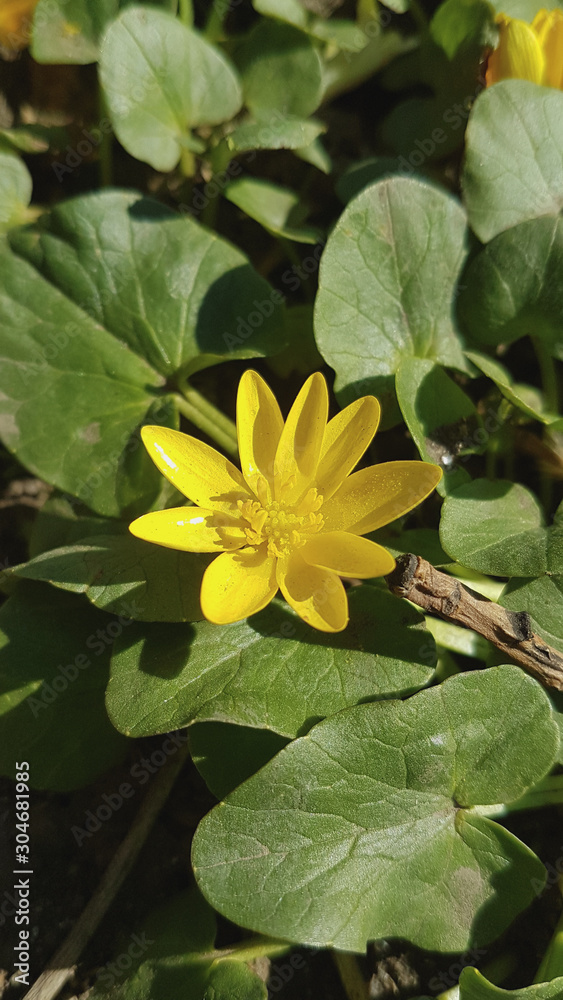 beautiful blooming spring flowers in the garden beautiful blooming spring flowers in the garden