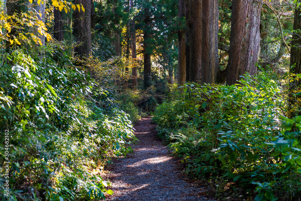 Obraz premium 箱根の杉並木