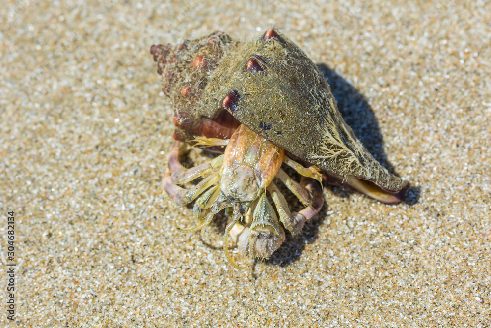 hermit crab on the beach in Hua Hin  Thailand.