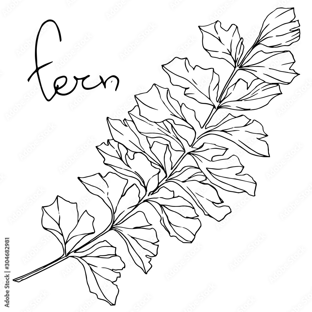 Vector Fern leaf. Leaf plant botanical foliage. Black and white engraved ink art. Isolated fern illustration element.