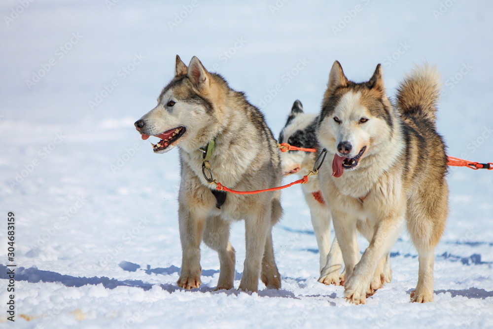 Two malamute dogs at race in winter, Moss pass, Switzerland Two malamute dogs at race in winter, Moss pass, Switzerland