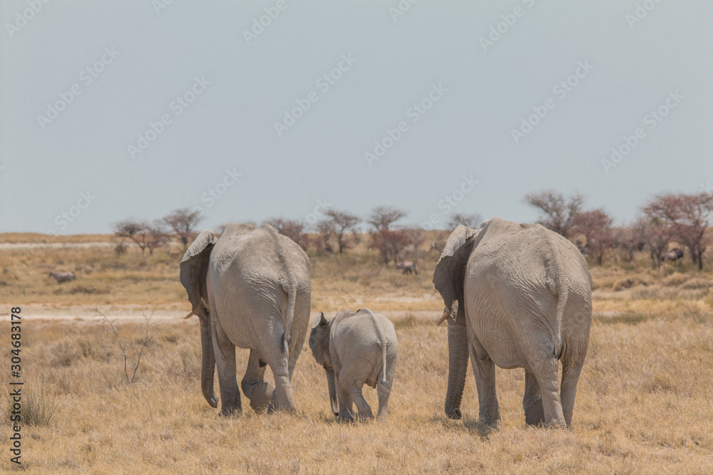 Elephants walking through the savanna, Etosha national park, Namibia, Africa