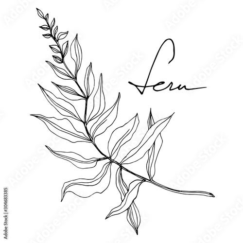 Vector Fern leaf. Leaf plant botanical foliage. Black and white engraved ink art. Isolated fern illustration element.